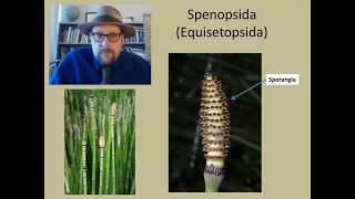 What is the fossil record of Horsetails [upl. by Jamesy531]