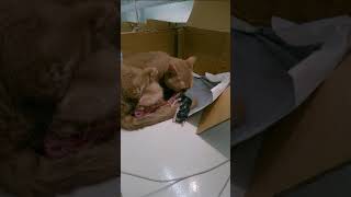 Meow Kittens video Cat giving birth [upl. by Anirok]