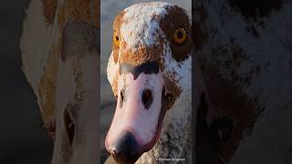 Head of a Egyptian Goose  Kopf einer Nilgans Vogelstangsee  Mannheim [upl. by Attemaj809]