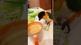 pamflet nimfa parrot caiqueparrot papagal birds pets funnyanimal caique funny [upl. by Eeroc606]