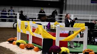 Steve and Nabu in Class 97  Hackney Pony Championship at Spooktacular Horse Show on 10192024 [upl. by Natsreik]