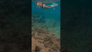 Incredible monk seal footage captured shorts [upl. by Hanahs]