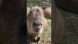 Capybara sound  El sonido del carpincho Ciudad de Minas Lavalleja Uruguay [upl. by Eirallam]