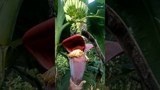 Flower harvesting banana tree flower beautiful ❤️ [upl. by Bjork]