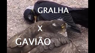 Gralha VS Gavião [upl. by Mary]