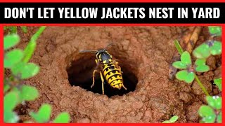 How To Get Rid Of Yellow Jackets In Ground NaturallyIn Just Minutes [upl. by Ayres300]