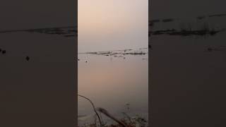 Big gadwall catch duckhunt hunting subscribe duckhunter [upl. by Justus799]