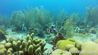 La faune sousmarine des Saintes  Guadeloupe Version longue [upl. by Ennahs667]