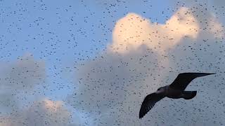 1000s of Starlings Pier Aberystwyth [upl. by Theodoric146]