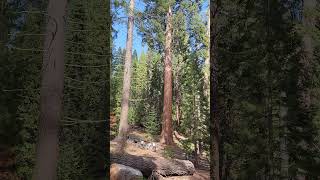 Kings Canyon National Park kingscanyon sequoias [upl. by Bouley385]