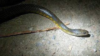 Cobra dágua erythrolamprus miliaris [upl. by Clary]