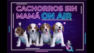 ¿Cómo debo cuidar CACHORROS recién nacidos sin Madre [upl. by Irra439]