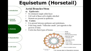 Equisetum  Anatomy  Reproduction  Detailed Overview [upl. by Aniaj]