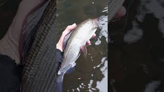 Chasing Winter Grayling 🎣🏴󠁧󠁢󠁷󠁬󠁳󠁿 fishing outdoors nature shorts flyfishing wales [upl. by Yrred267]