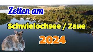 Zelten Schwielochsee  Zaue 2024  Kängurus auf dem Platz 🦘 [upl. by Tumer]