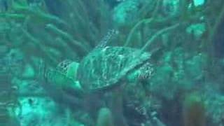 hawksbill turtle [upl. by Isewk918]