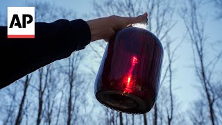 Warm winter forces early start to maple syrup season [upl. by Roxanne18]