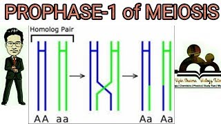 Prophase 1 of meiosis 1 detailed leptotene zygotene pachytene diplotene diakinesis explained [upl. by Mikaela]