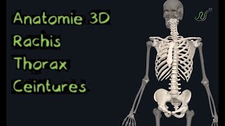 Description Anatomique 3D des os du rachis thorax ceintures scapulaire et pelvienneNaturosoutien [upl. by Haroppizt]