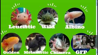 Axolotl Lesson Life Cycle [upl. by Allana]