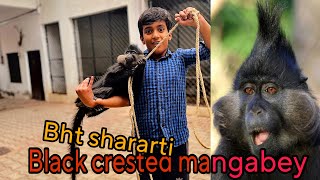 Black crested mangabey monkey aa gea mere mini zoo main😍bht funny hai yeh to [upl. by Dymphia]