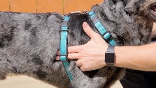 How to Measure and Fit the PetSafe® 3 in 1 Dog Harness [upl. by Sinnal349]