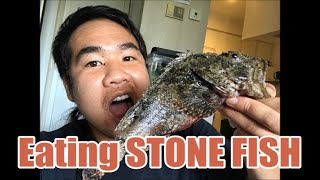 Stonefish Catch and Cook  Venomous Fish Taste Test [upl. by Edmondo]