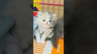 dance love music dancer bollywood cat videos 🐈 [upl. by Chimene235]