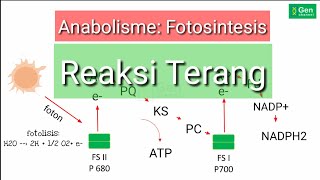 Anabolisme Fotosintesis Reaksi Terang [upl. by Loss927]