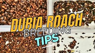 What To Expect When Breeding Dubia Roaches When To Start Feeding From Your ColonyBreeder Tips [upl. by Florenza]