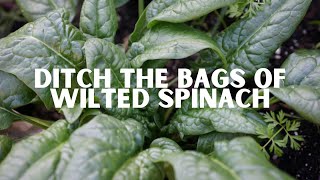 Never Buy Seeds Again  How to Collect Spinach Seeds [upl. by Solly]