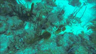 Gopro Bayahibe Scuba Diving HD [upl. by Carolynne]