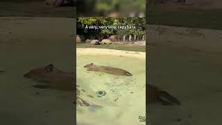 A very long capybara in the pond funny capybara [upl. by Wrigley913]