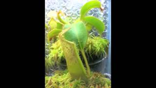 Nepenthes Time Lapse [upl. by Nemrak]