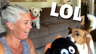 This HILARIOUS Dog Video will Crack You Up  Funny Dogs Get New Halloween Toys [upl. by Sawtelle]