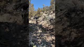 Who likes riding rocks Cannondale Moterra eats mtb ytshorts emtb [upl. by Aihcsrop]