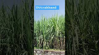 Sugarcane Saccharum officinarum is a tall perennial grass that is primary source of sugar [upl. by Ynnep]