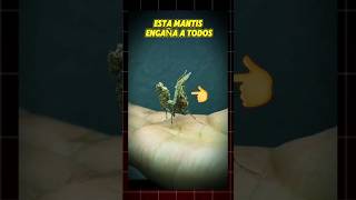 MAESTRA DEL CAMUFLAJE🔍 ESTA MANTIS ENGAÑA A TODOS 🥴 [upl. by Wyndham]