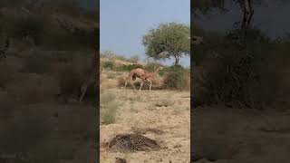 A camel running in the forest [upl. by Wurster]