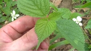 Wood Nettle Identification and Harvesting [upl. by Wampler]