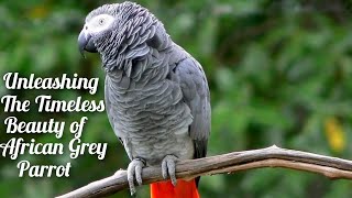 Beautiful African Grey Parrot The Smartest Bird in the World [upl. by Cerys]