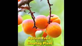 How to grow apricot tree from seeds at home ।growing apricot tree from seeds । shorts। Kapu Gamit [upl. by Paulson661]