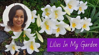 How to Plant amp Care for Easter Lilies in Containers or Flower Beds  gardening [upl. by Okihcim703]