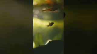 Chili Rasbora with a story [upl. by Sacram]