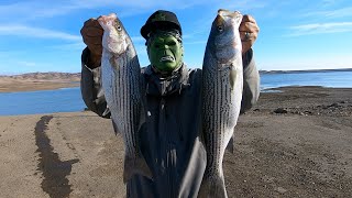 HALLOWEEN 🎃 SPECIAL QUICK LIMITS SAN LUIS RESERVOIR 2021 MEGABASS MAG DRAFT STRIPER FISHING [upl. by Namyw]