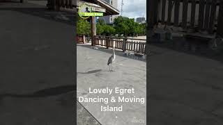 Lovely Egret Dancing amp Moving in Island  Maldives travel shorts short shortvideo shortsvideo [upl. by Goldsworthy355]