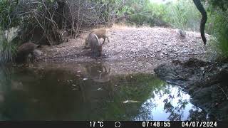 Charca con su fauna Jabalíes zorros meloncillos en el agua cangrejos de río [upl. by Nolrah800]