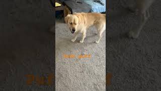 You are beautiful 😍 puffpuff whatshouldpuffdo cute doglover viralshort goldenretriever [upl. by Niraj]