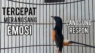 Tercepat Merangsang Emosi BIKIN MURAI DIEM JADI GACOR EMOSI [upl. by Friedrick]