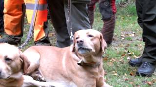 Begrüßung zur Jagd Labrador Olson unterstützt Jagdhornbläser 📯 labrador labradorretriever [upl. by Ahsinauq]